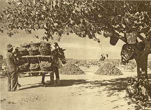 Vinatero en el campo