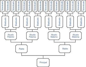 Ascendencia y Descendencia - Árbol genealógico de Antepasados
