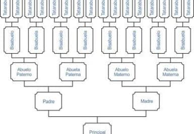 arbol genealogico de antepasados lineal vertical