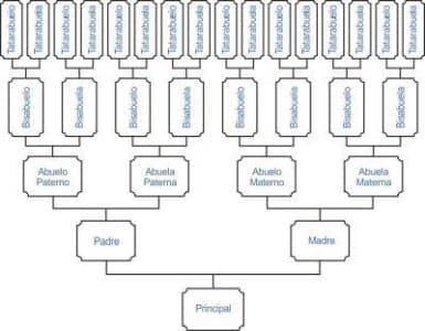 Cómo dibujar un árbol genealógico